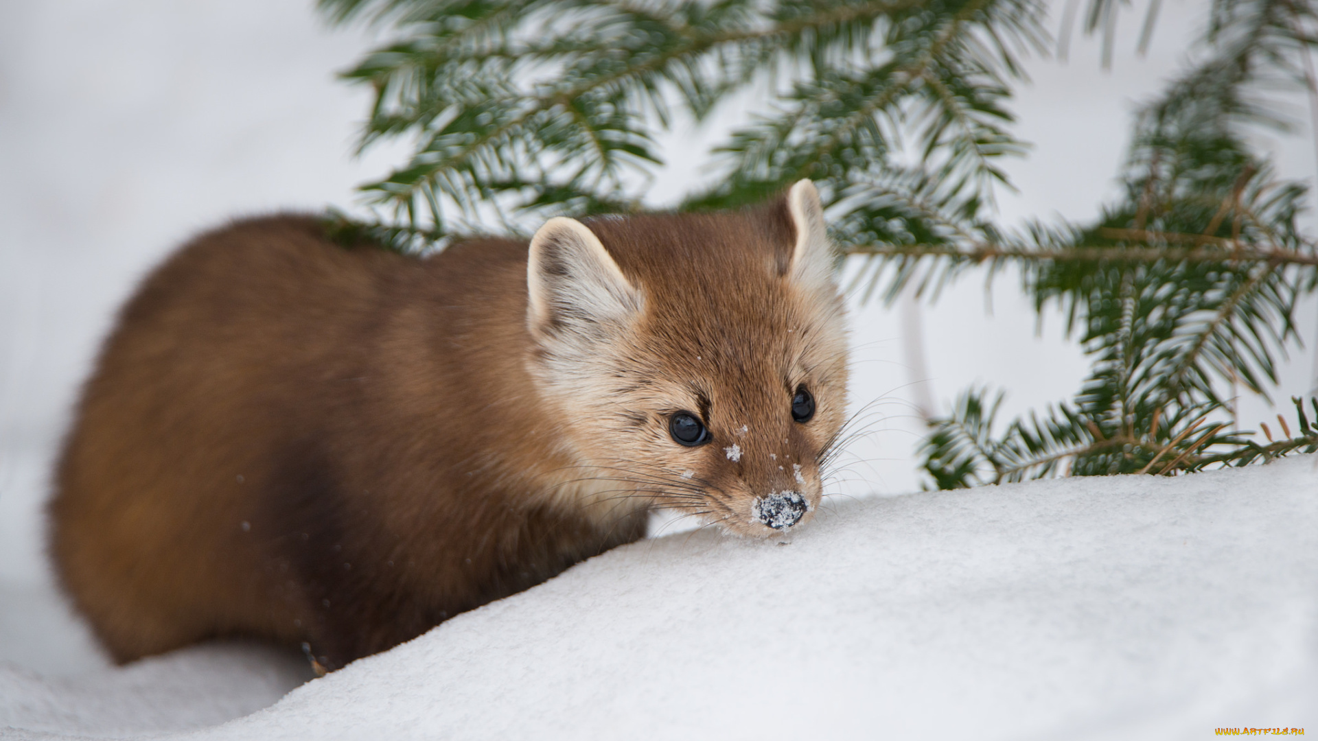 животные, хорьки, , куницы, , горностаи, , ласки, , соболи, зима, природа, снег, pine, marten