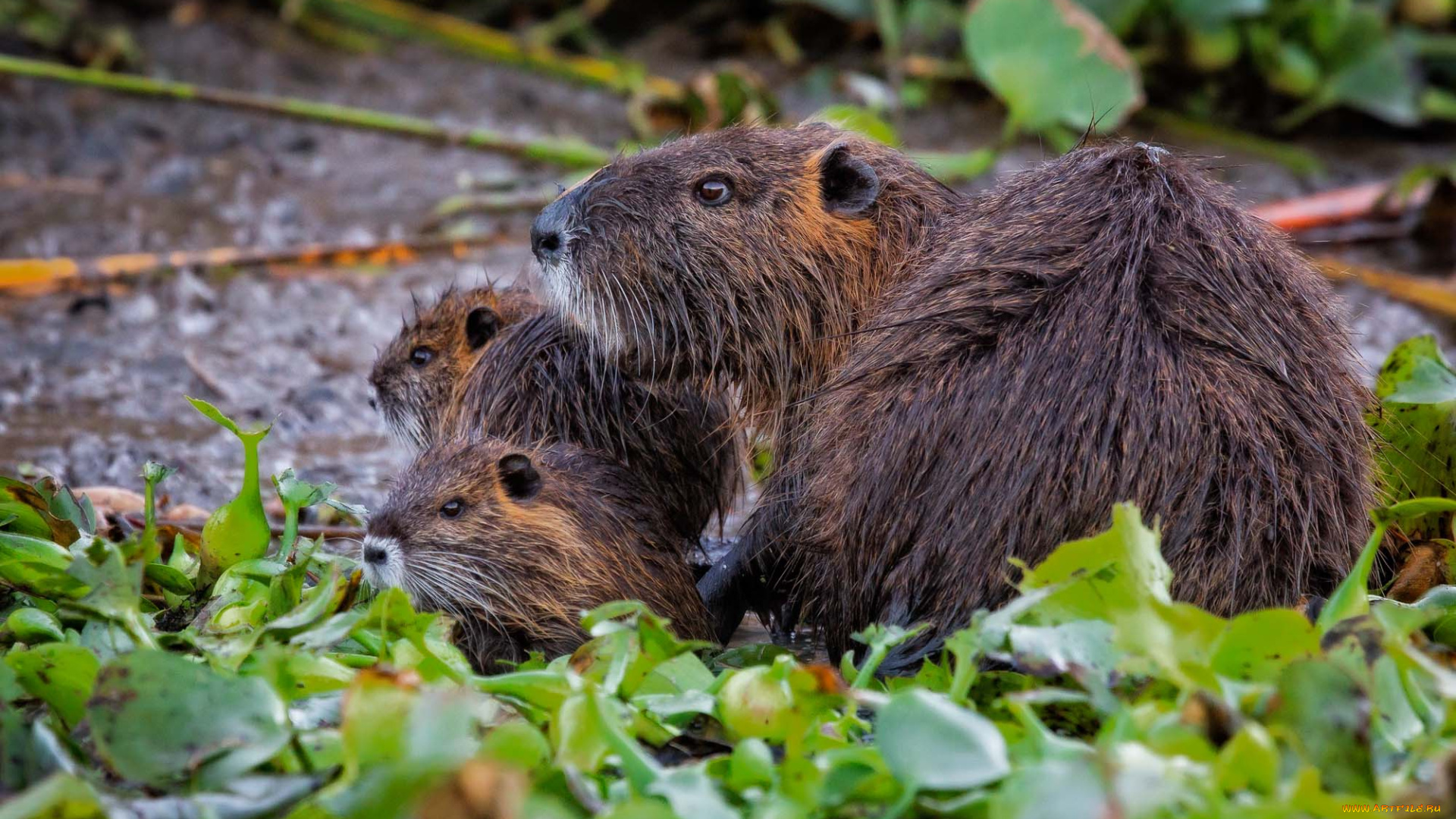 животные, капибары, мама, дети, малыши, трава