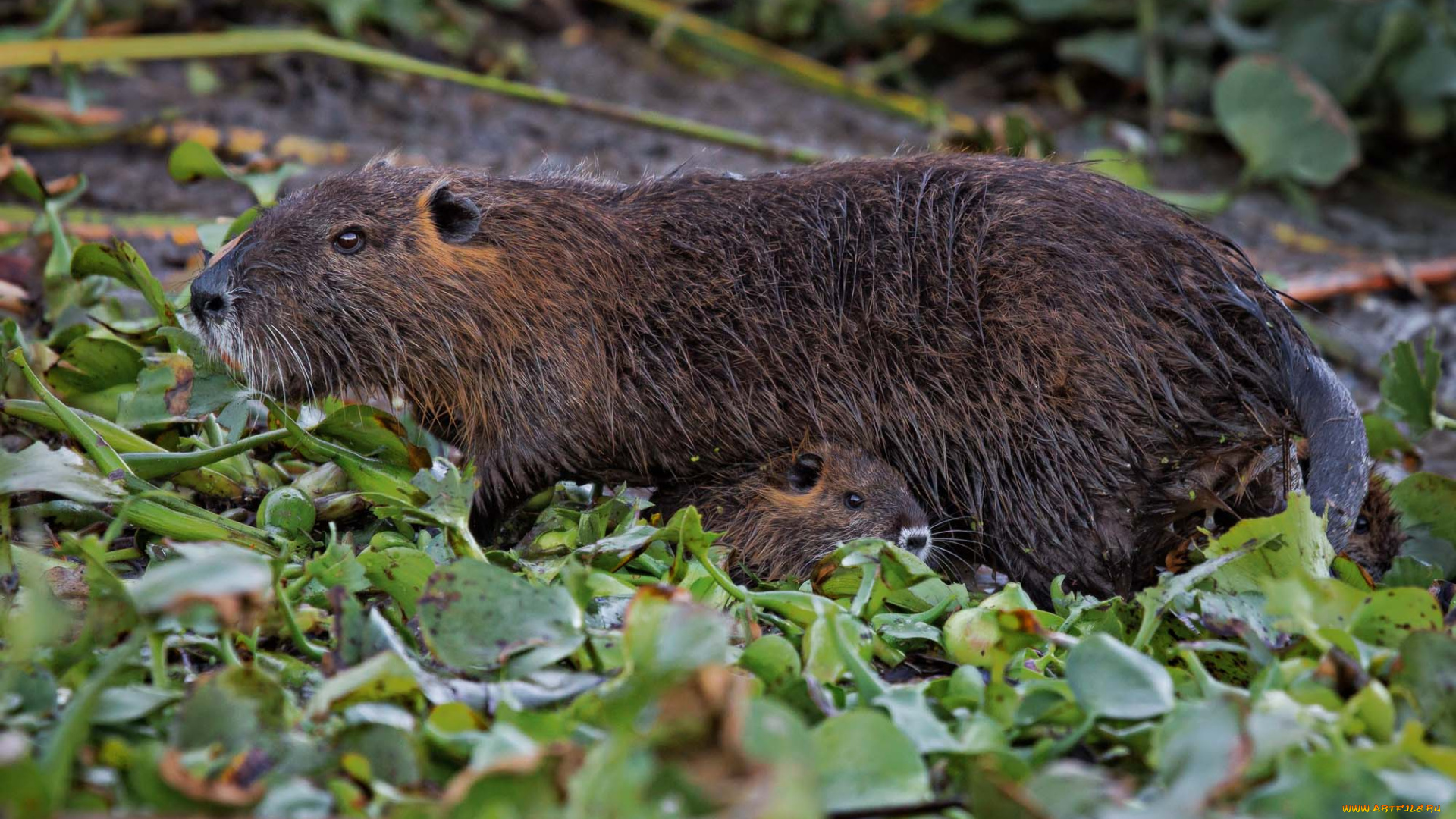 животные, капибары, мама, малыши