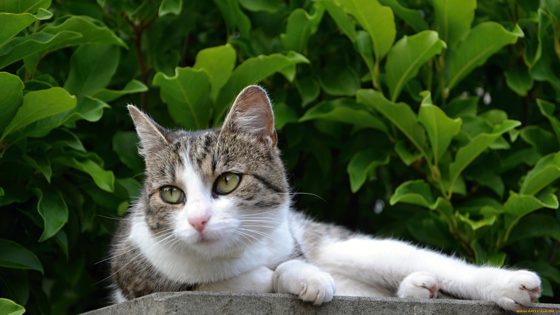 животные, коты, киса, ушки, усы, взгляд, коте