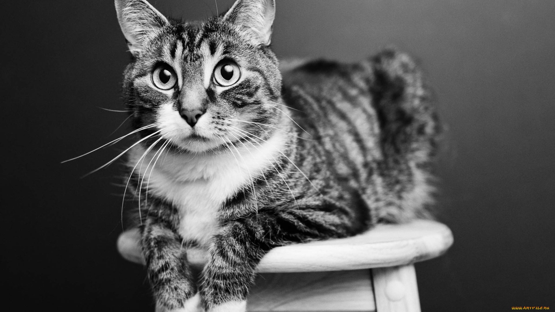 животные, коты, кошка