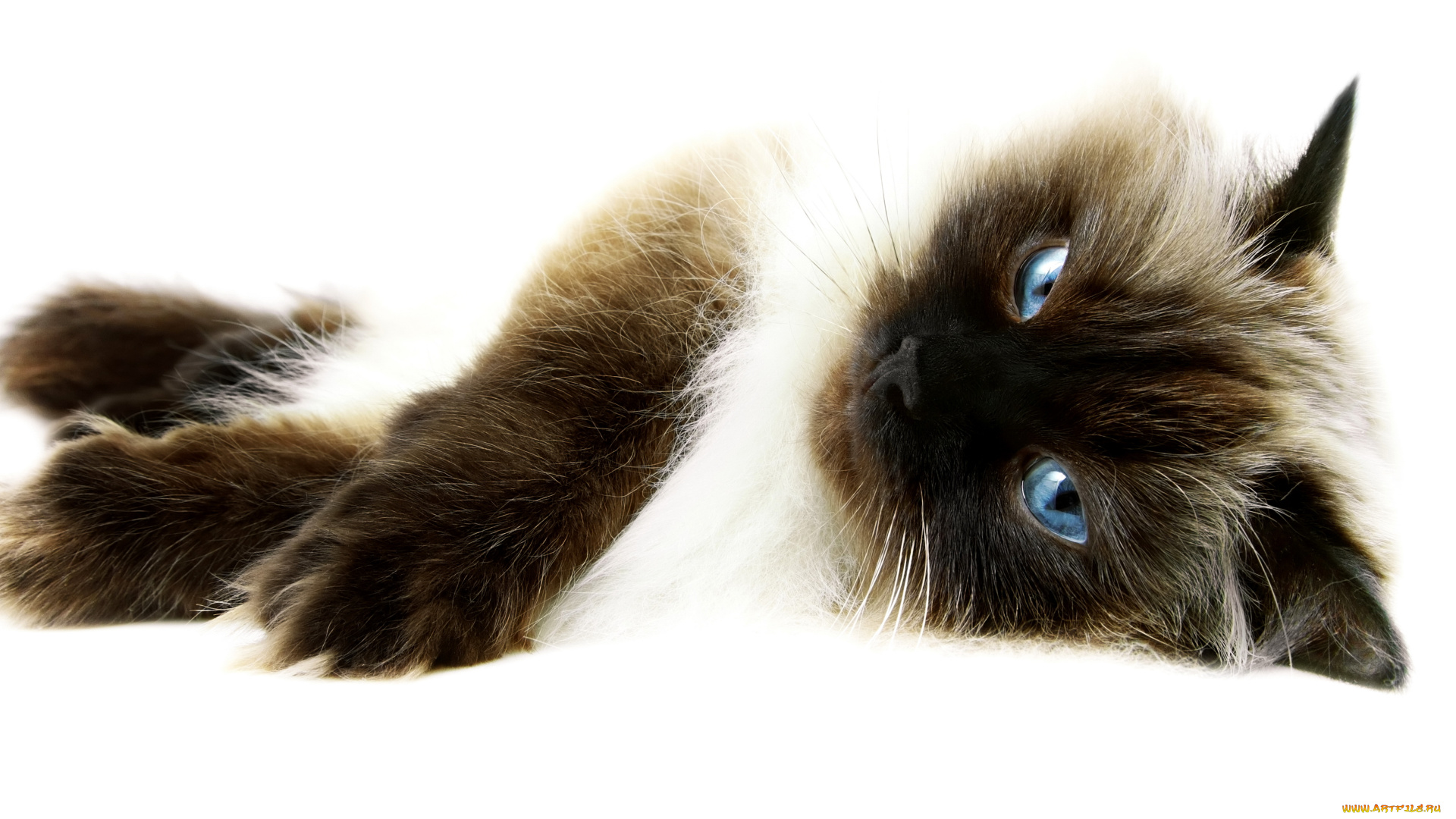 животные, коты, взгляд, лежит, кот