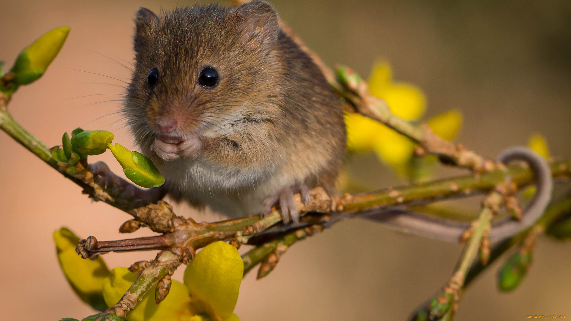 животные, крысы, , мыши, мышка