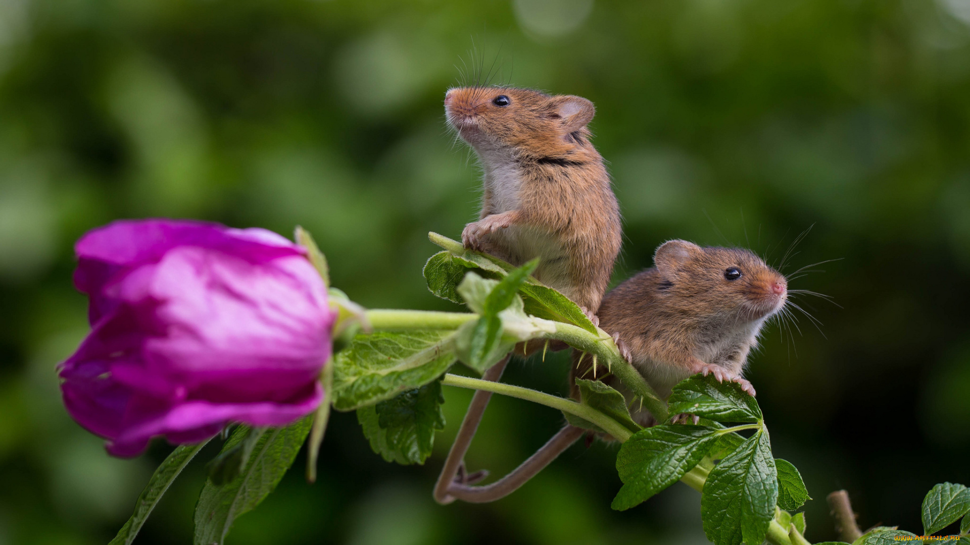 животные, крысы, , мыши, мышка