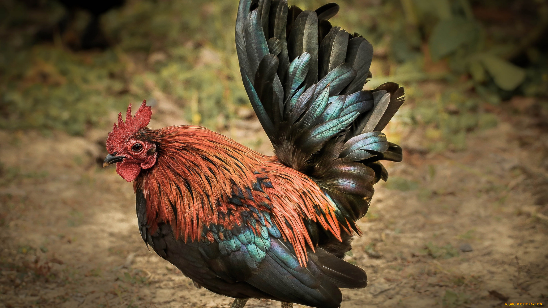 животные, куры, , петухи, петух