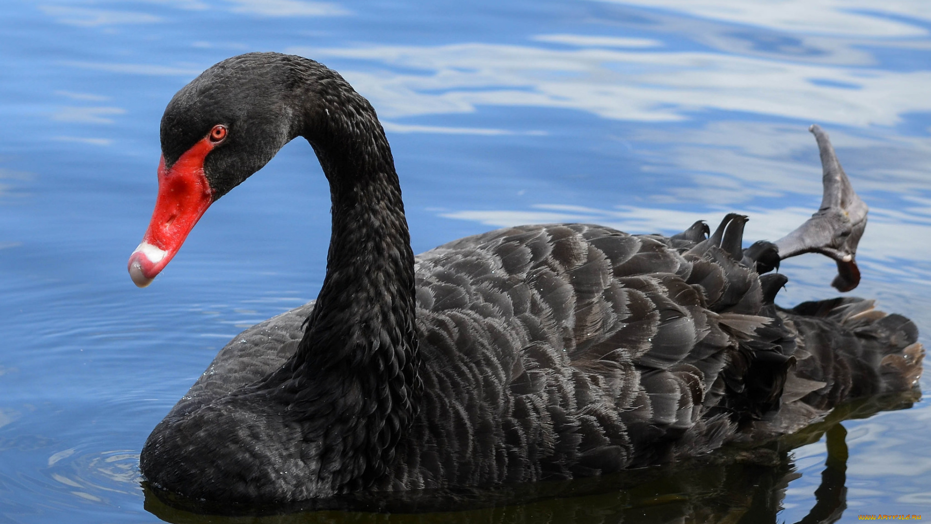 животные, лебеди, лебедь, черный