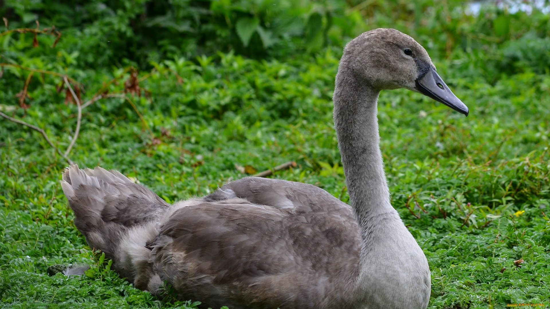 животные, лебеди, подросток, лебедь
