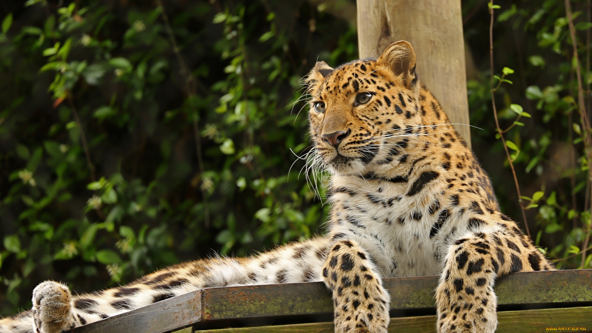 животные, леопарды, леопард