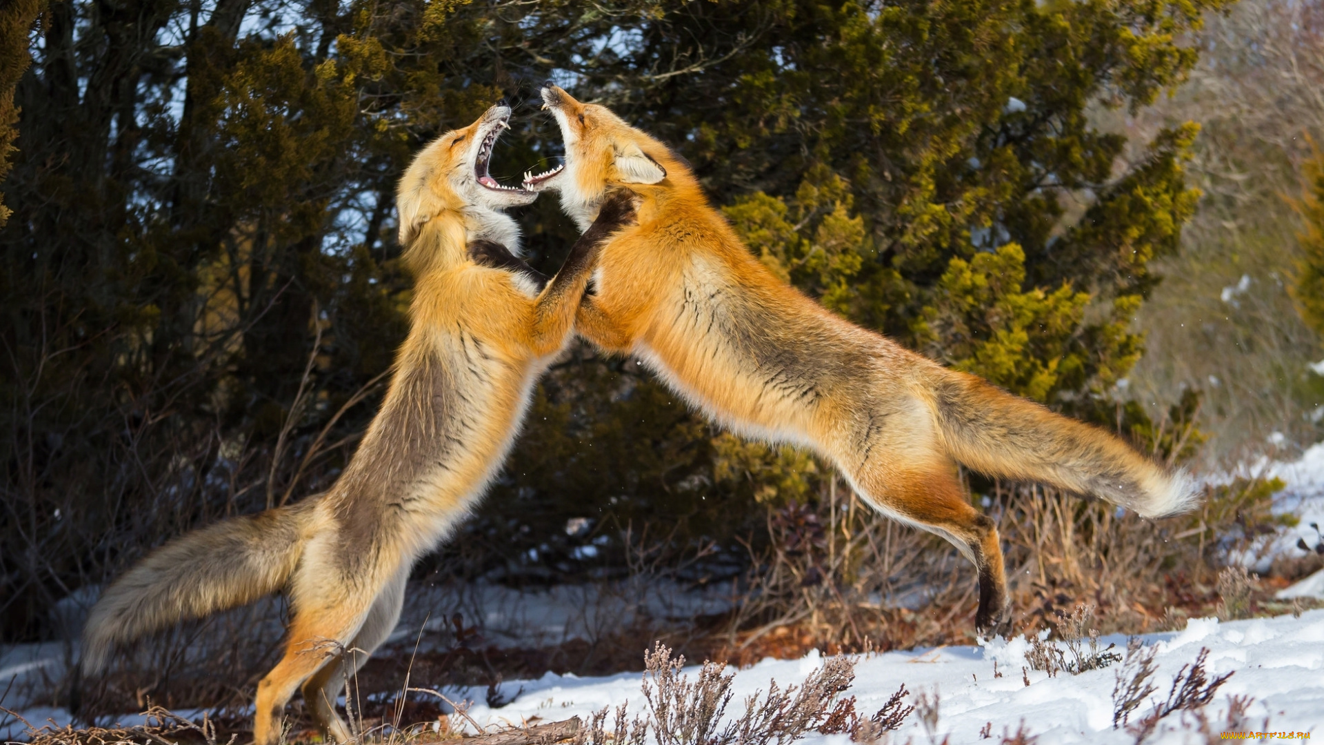 животные, лисы, лиса, зима, снег, драка