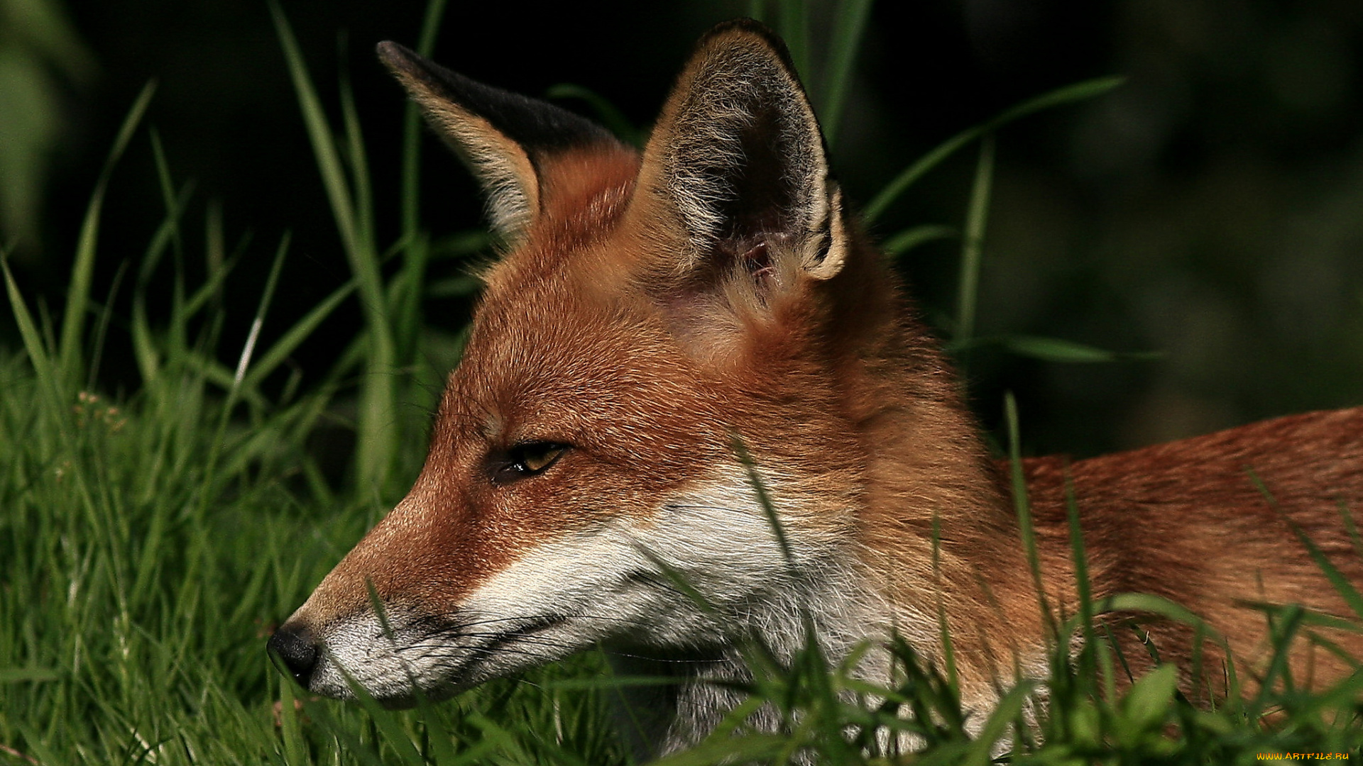 животные, лисы, лисичка