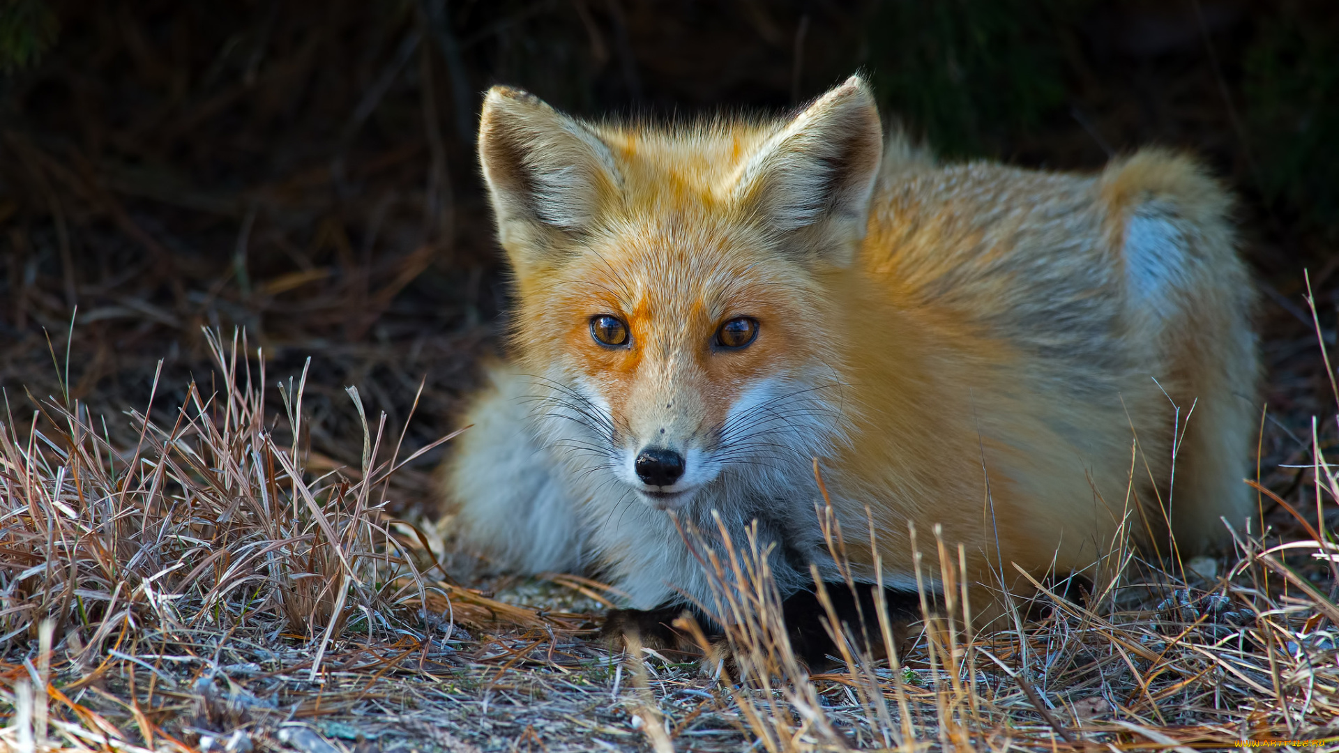животные, лисы, лисичка