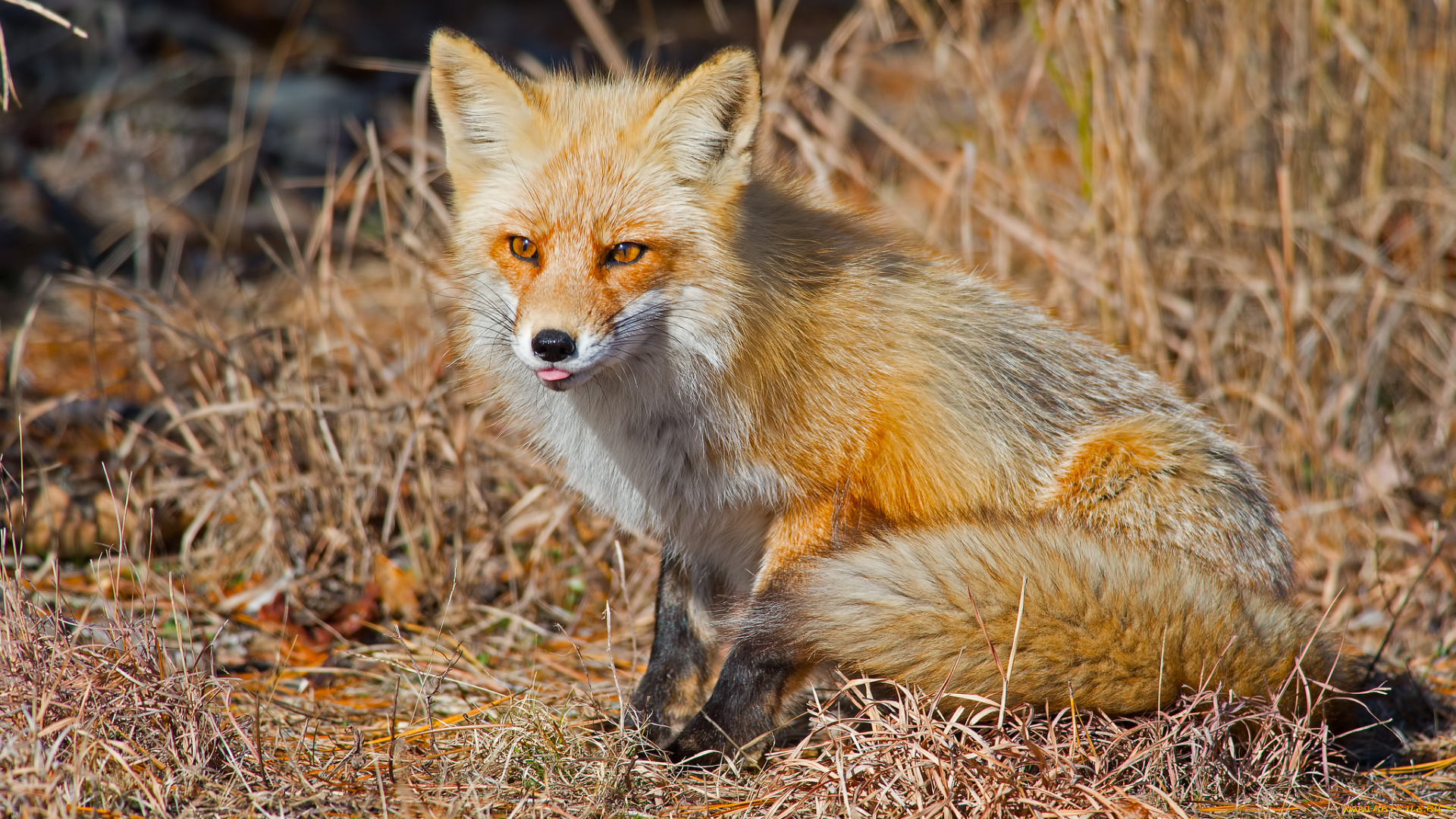 животные, лисы, лисичка