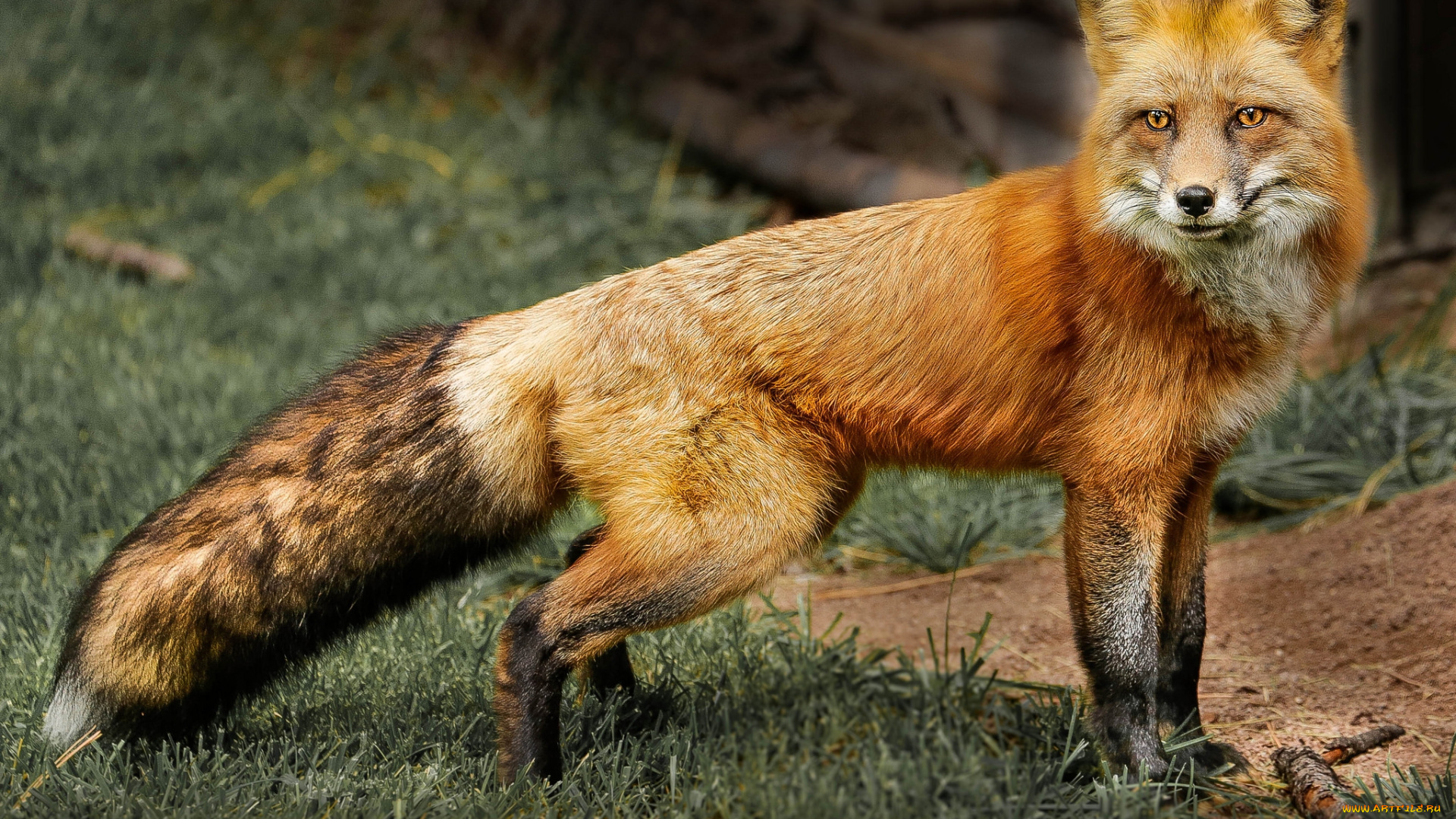 животные, лисы, лисичка