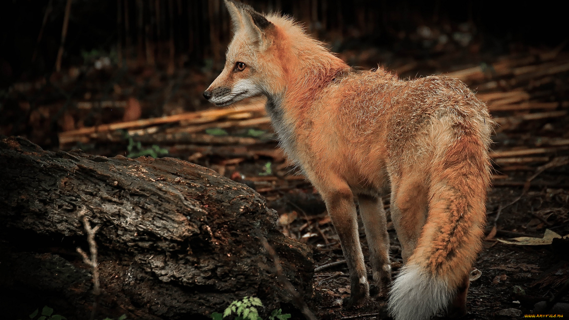 животные, лисы, лисичка