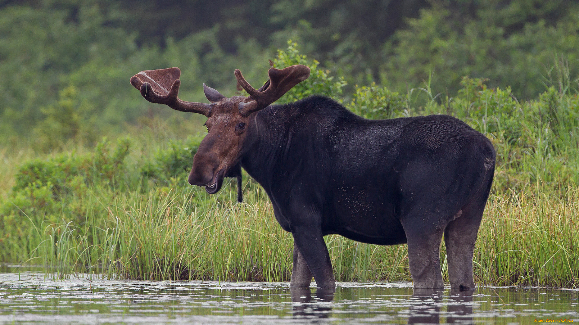 животные, лоси, сохатый
