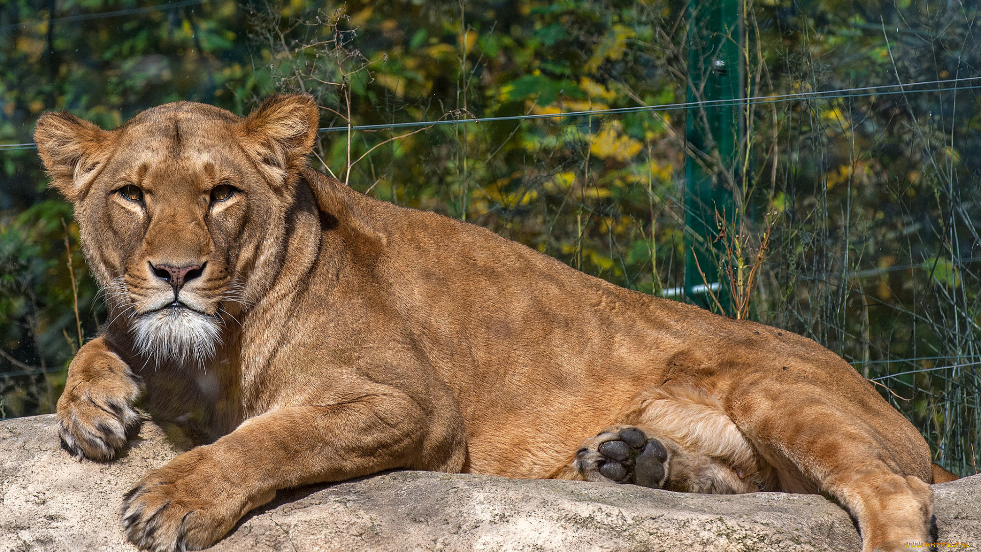 животные, львы, львица