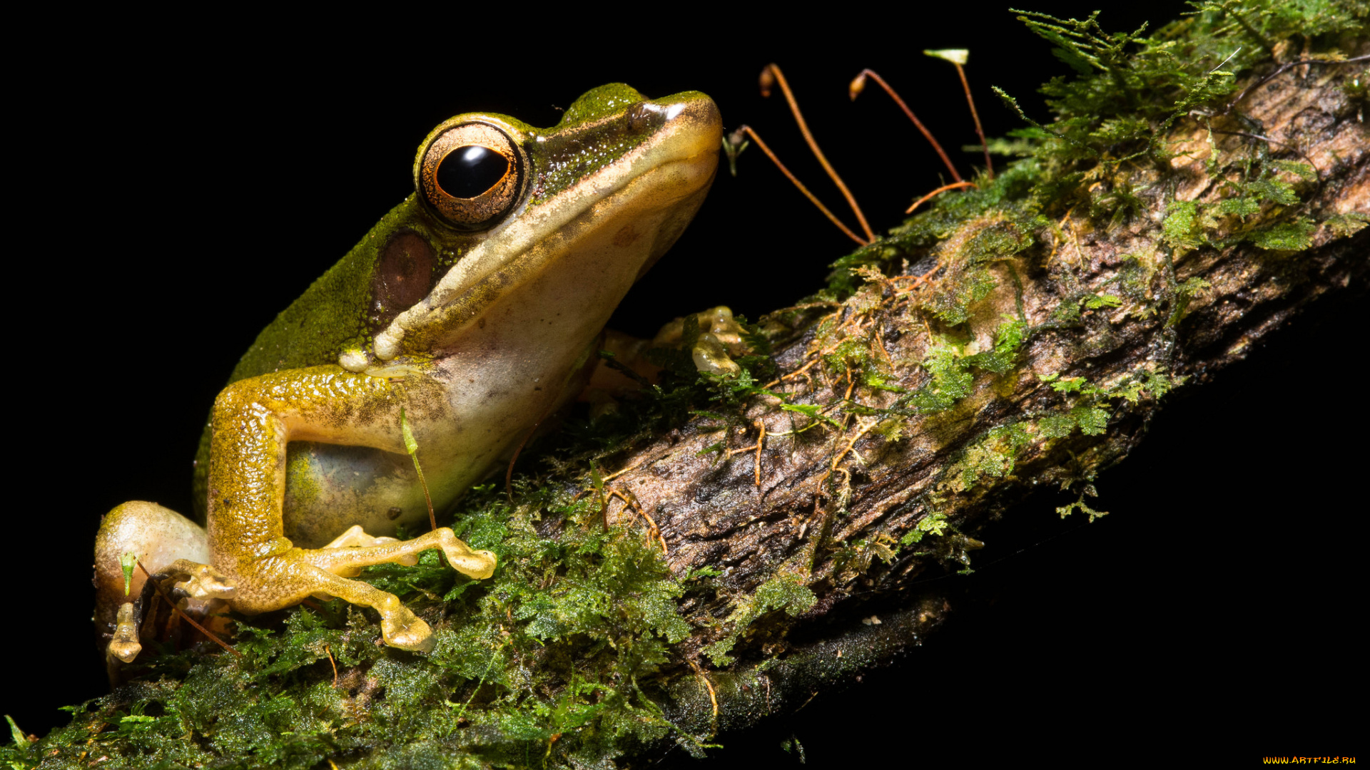 животные, лягушки, лягушка, древесная