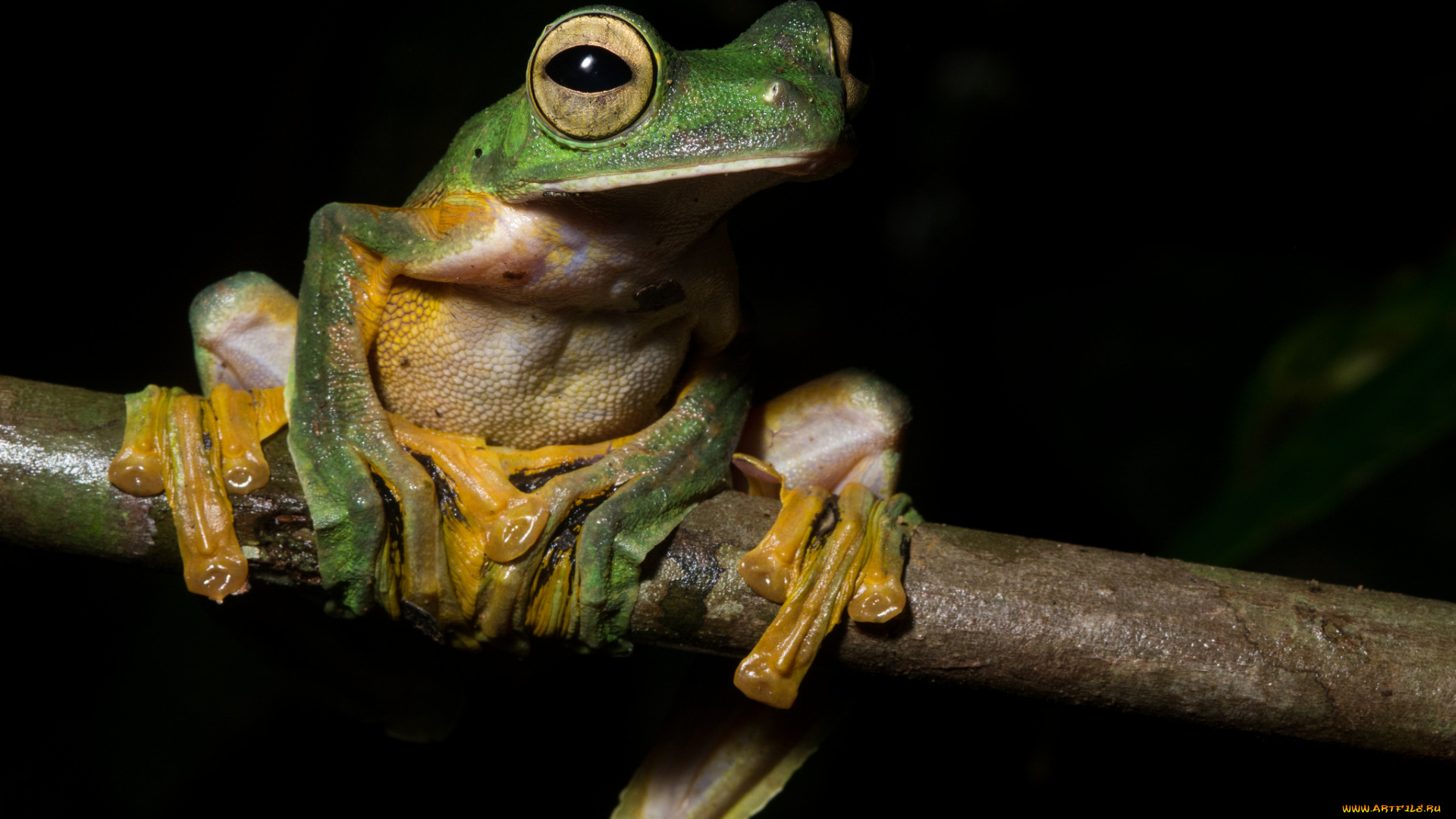 животные, лягушки, лягушка, древесная