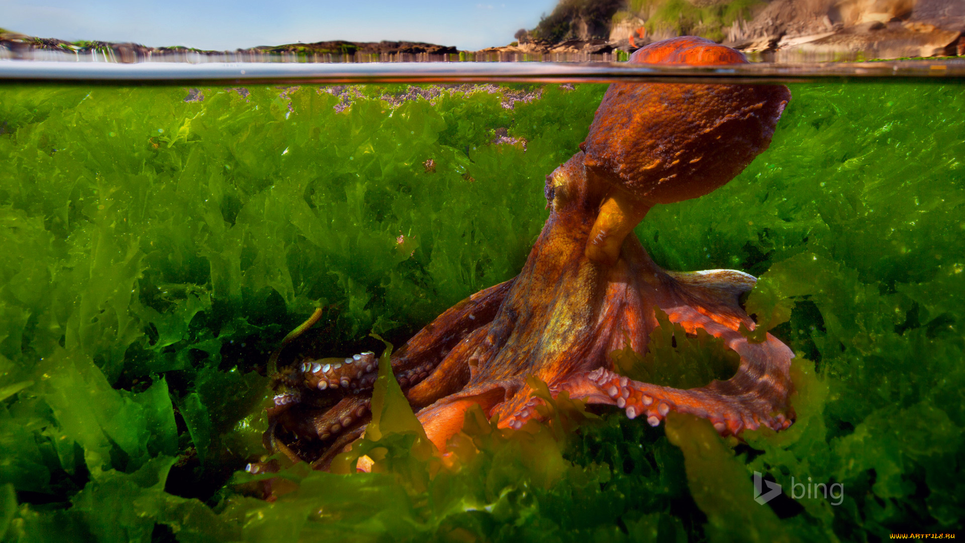 животные, морская, фауна, осьминог, средиземное, море, щупальца, вода, водоросли