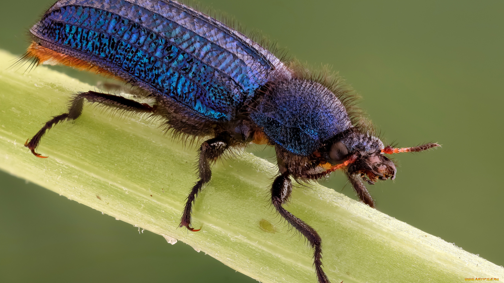 животные, насекомые, макро, жук, насекомое, утро, фон