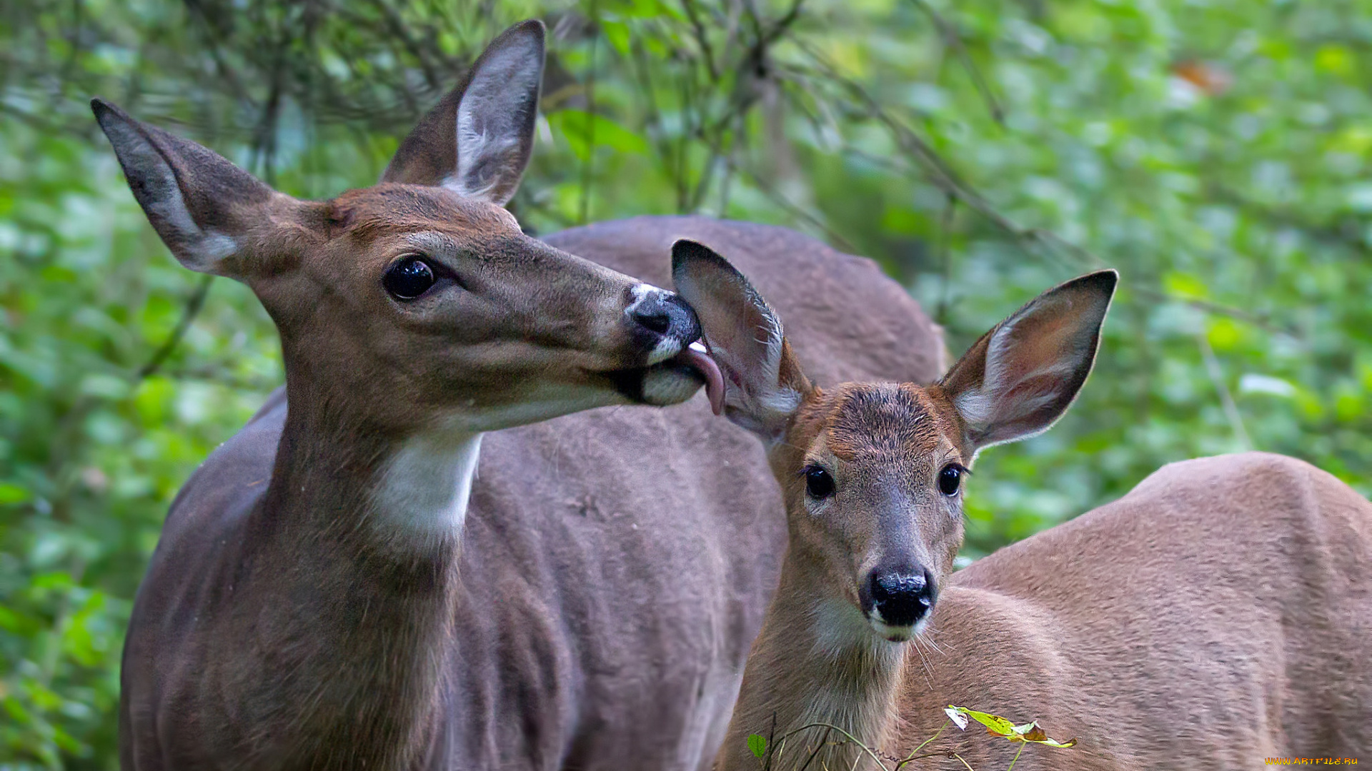 животные, олени, оленихи