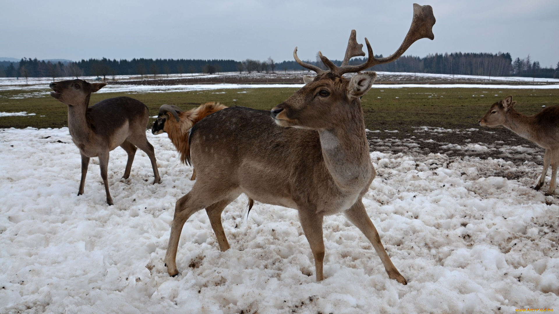 животные, олени, зима