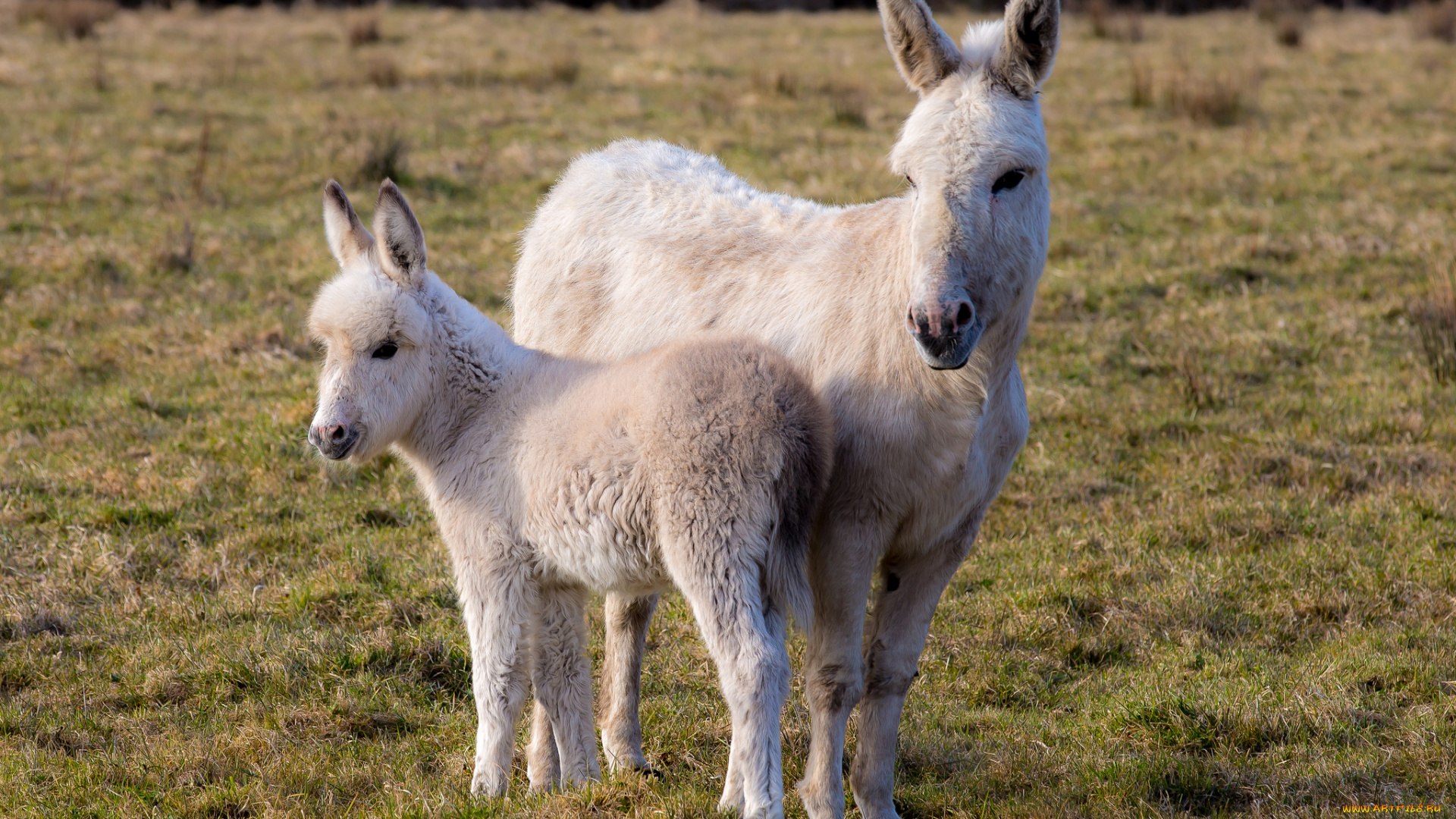животные, ослы, ослики