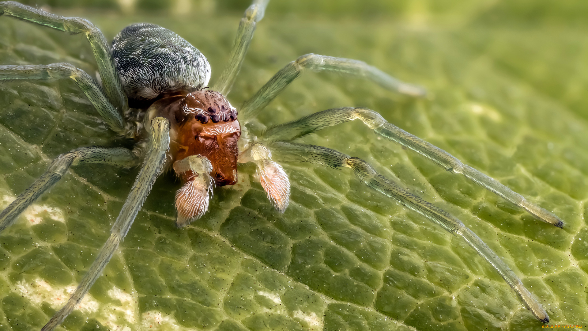 животные, пауки, лист, паук, макро