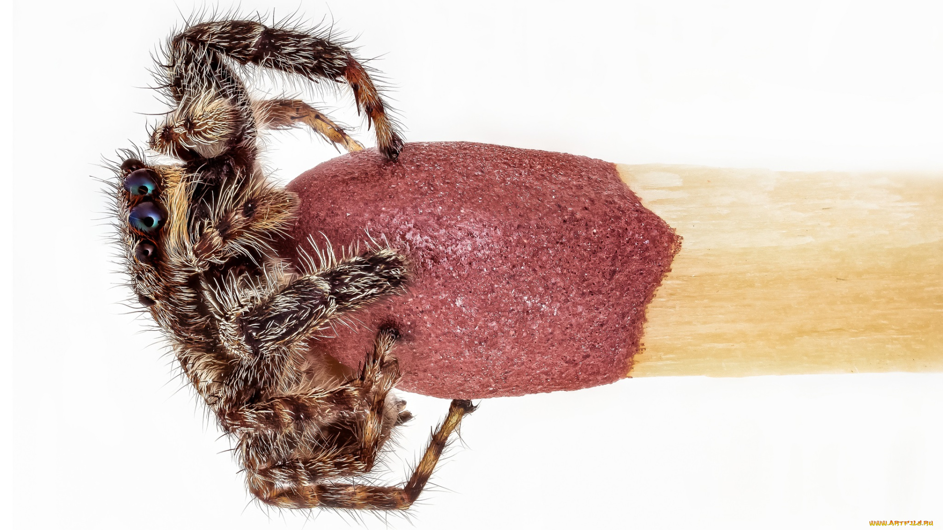 животные, пауки, макро, спичка, паук, фон