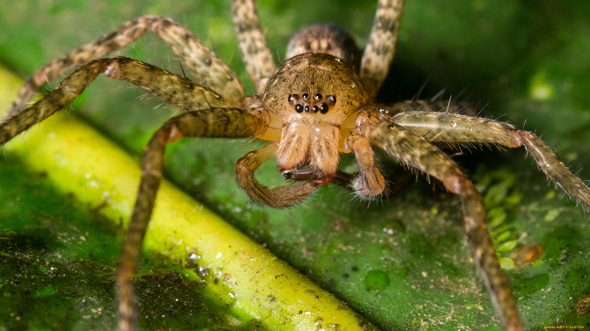 животные, пауки, паук, насекомое, макро