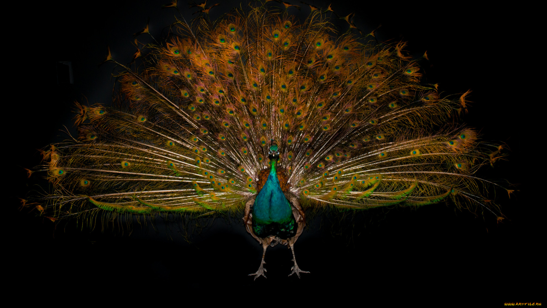 животные, павлины, хвост, павлин