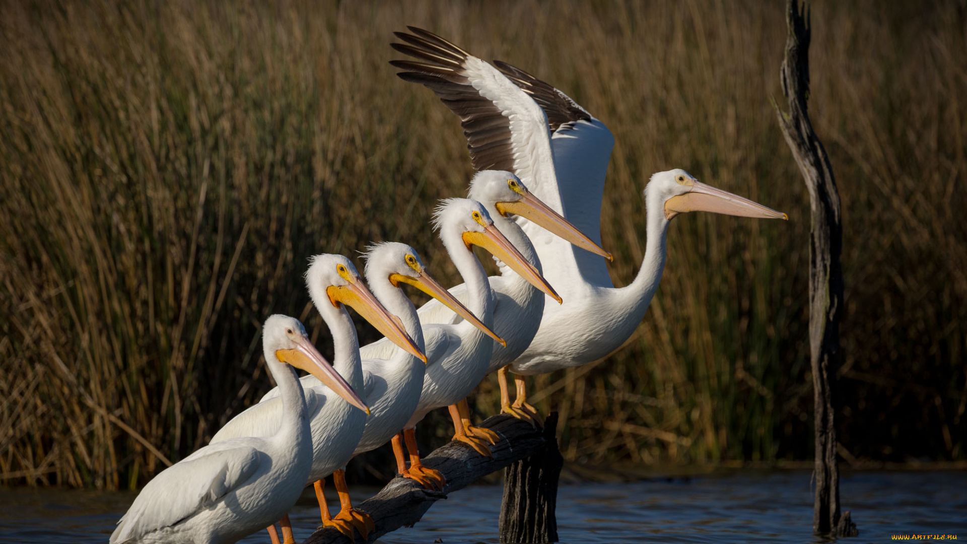 животные, пеликаны, озеро, птицы, бревно, группа