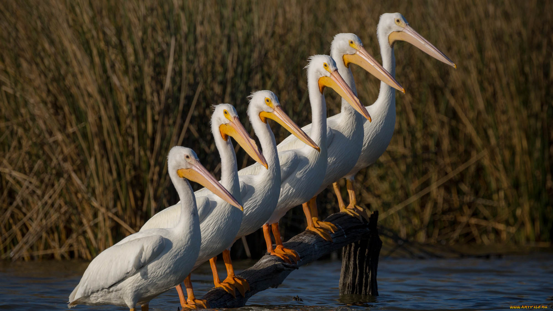 животные, пеликаны, птицы, группа, бревно, озеро