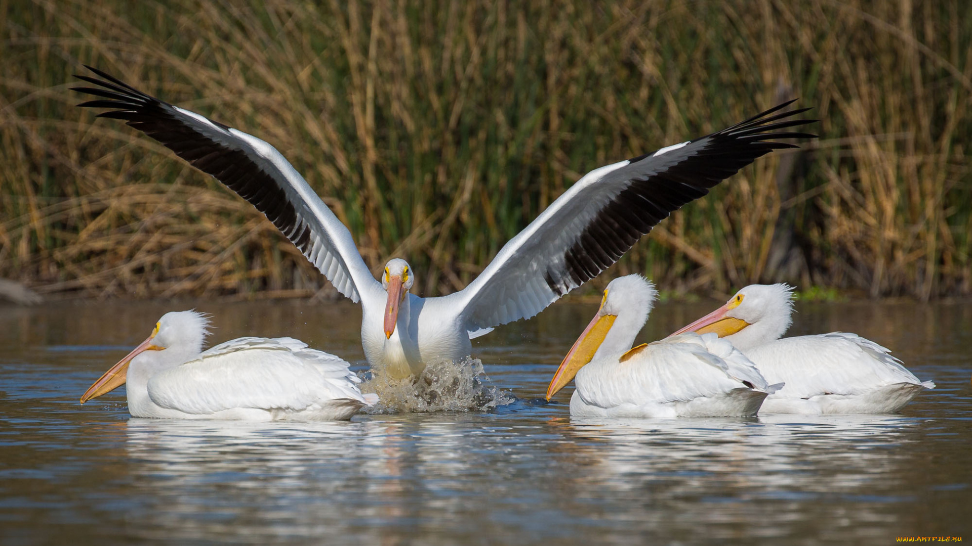 животные, пеликаны, птицы, озеро, брызги