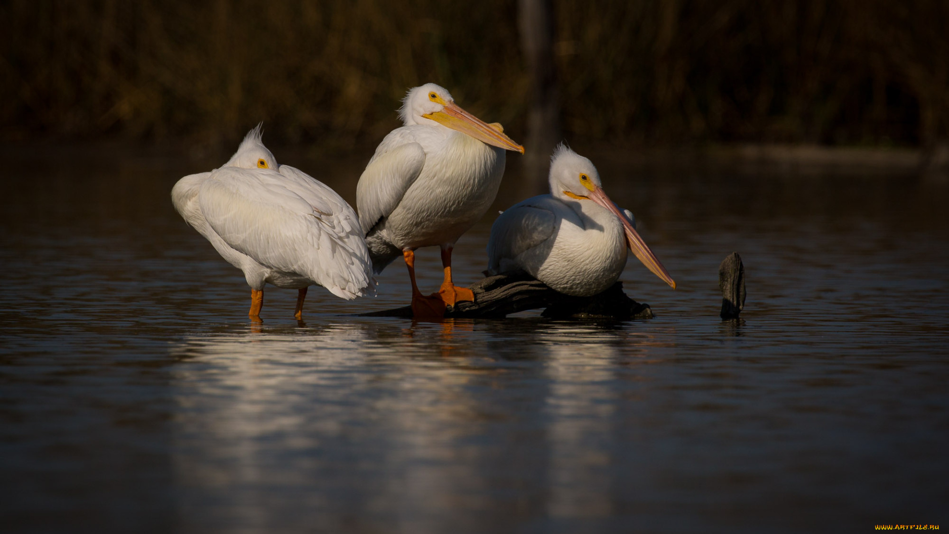 животные, пеликаны, птицы, озеро, трио