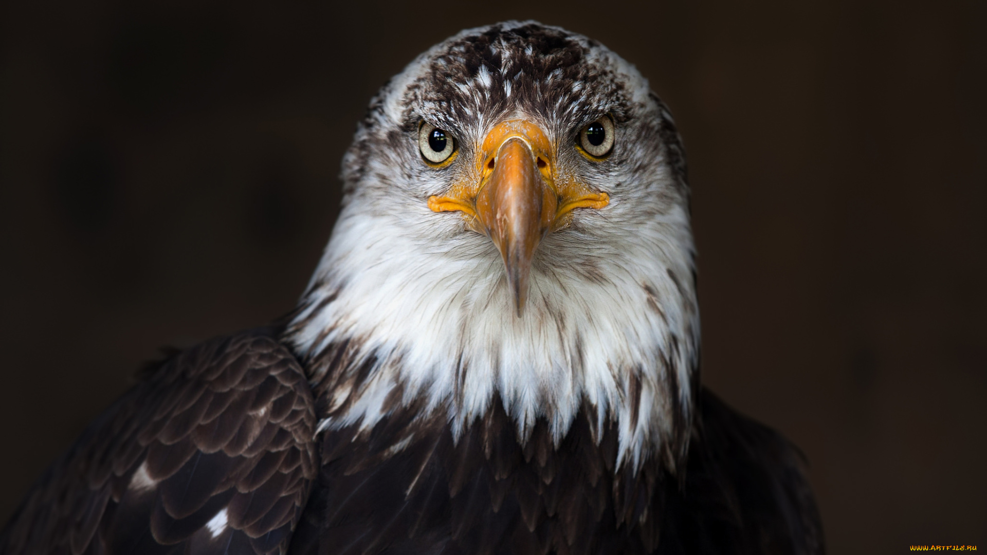 животные, птицы, -, хищники, белоголовый, орлан