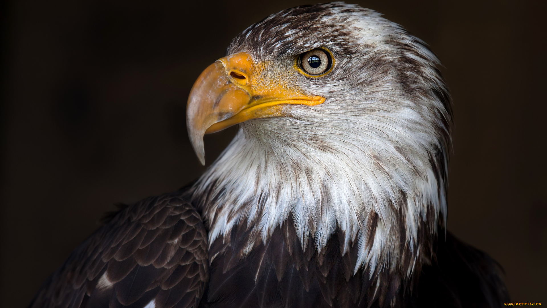 животные, птицы, -, хищники, орлан, белоголовый