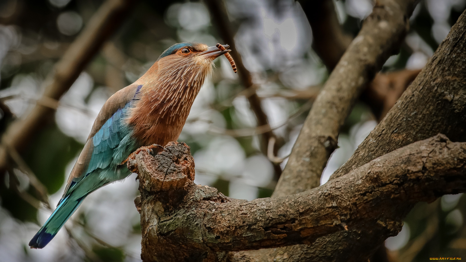 животные, птицы, птичка