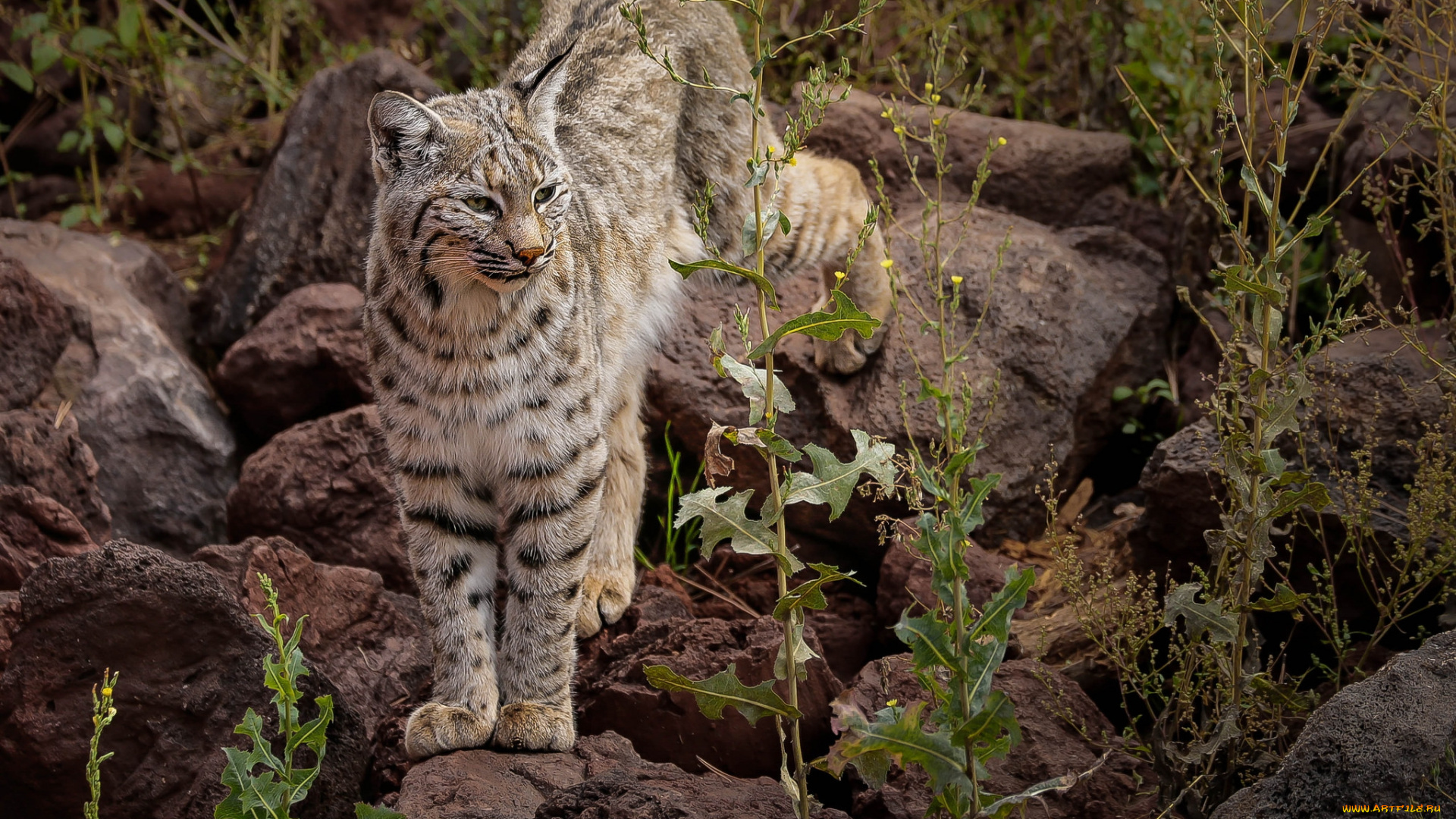 животные, рыси, рысь