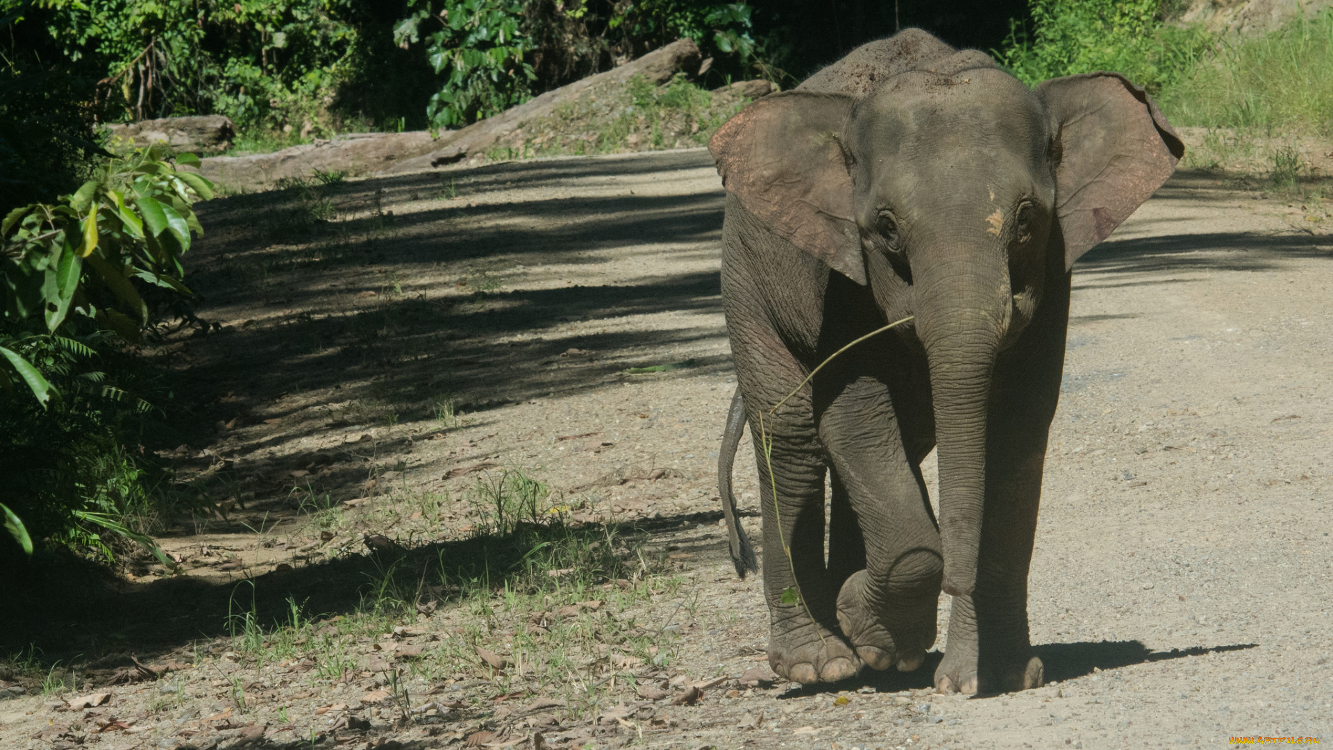 животные, слоны, слоненок