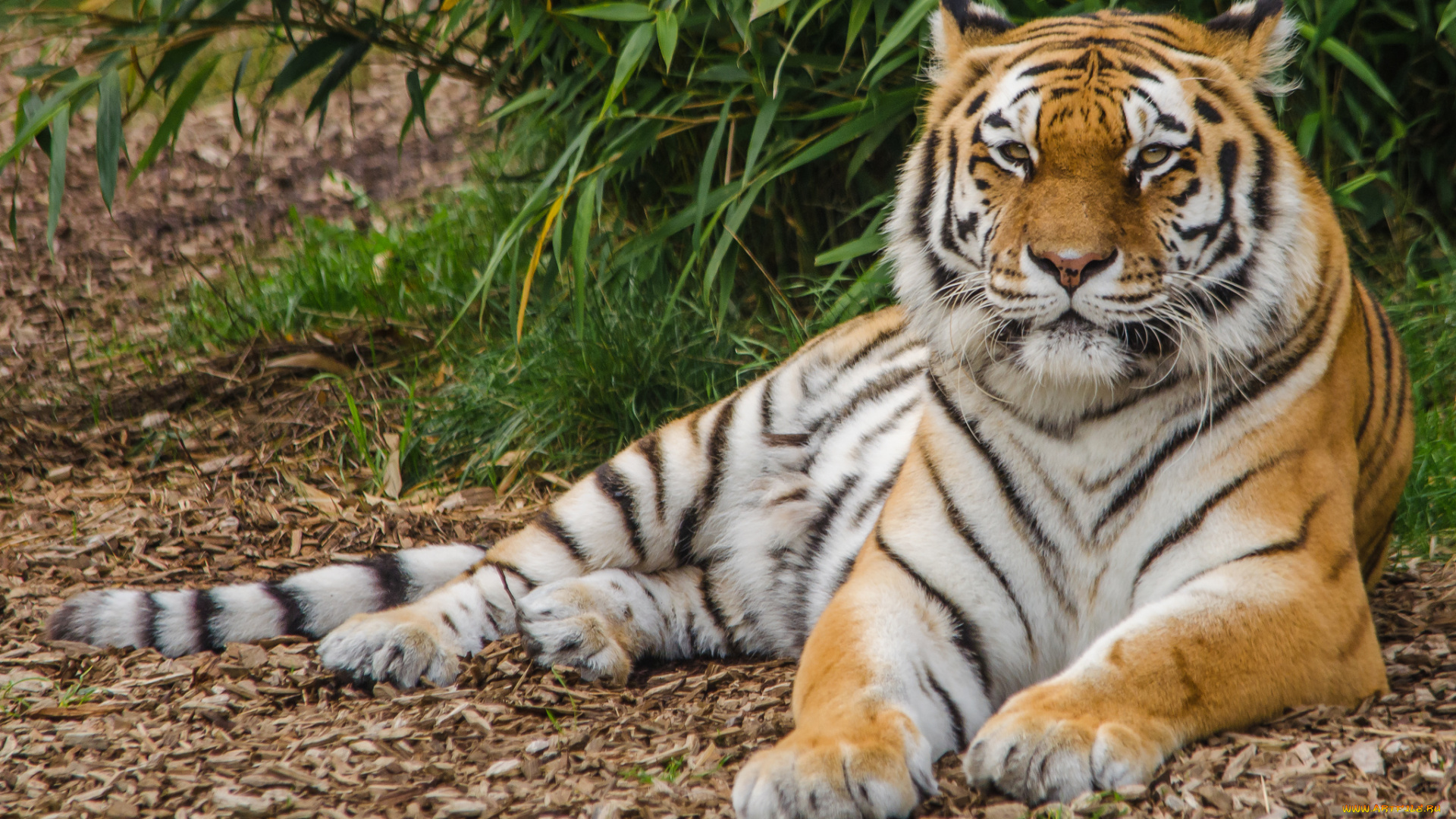 животные, тигры, тигр