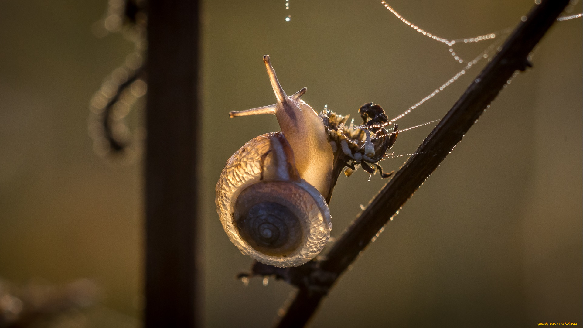 животные, улитки, насекомое, макро, улитка, травинка, фон, утро