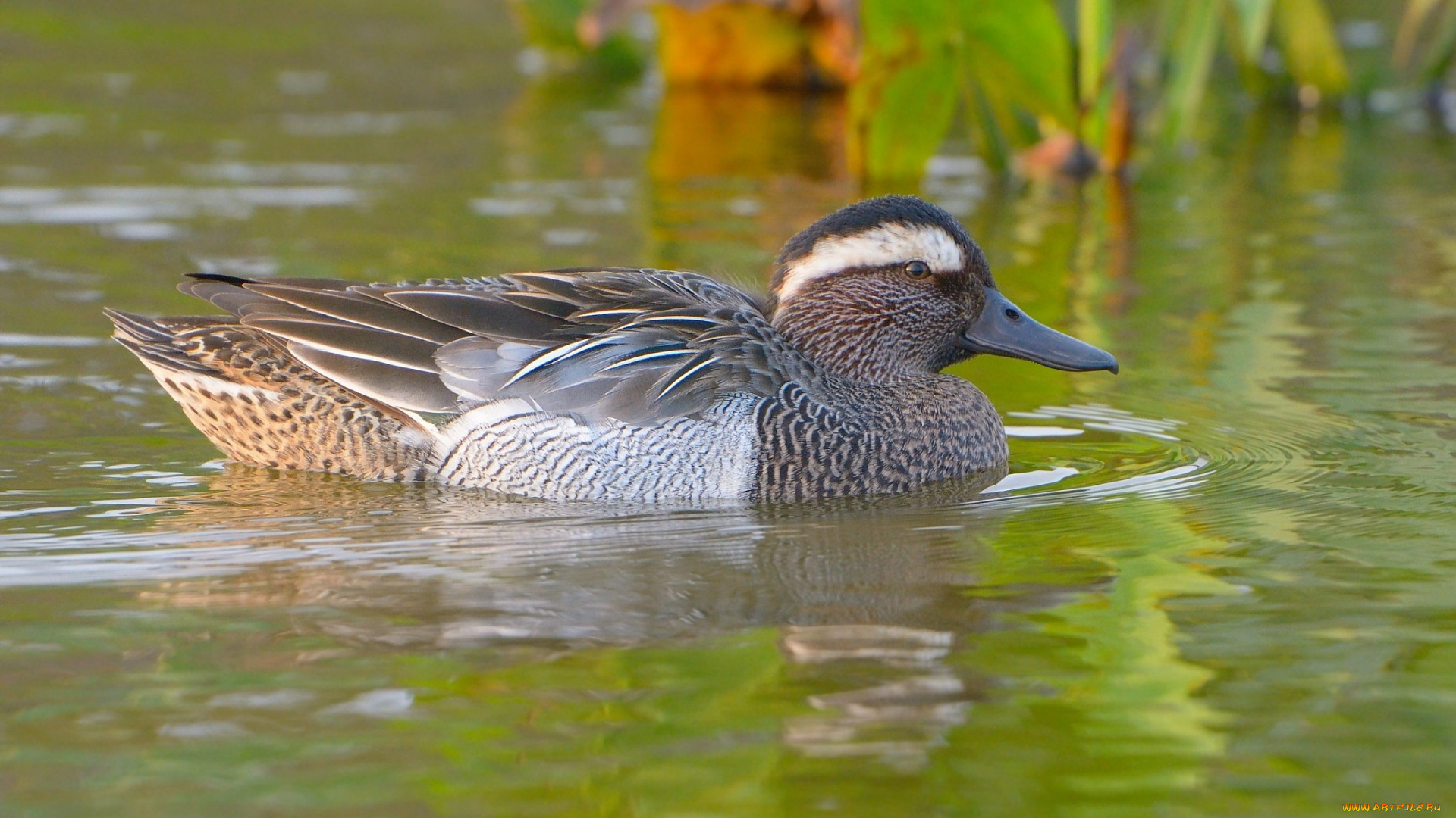 животные, утки