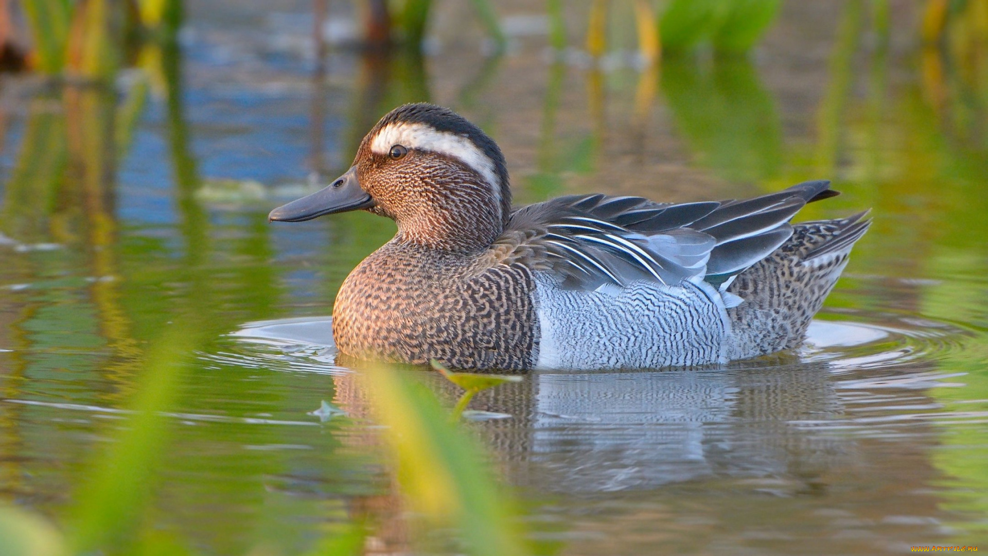 животные, утки