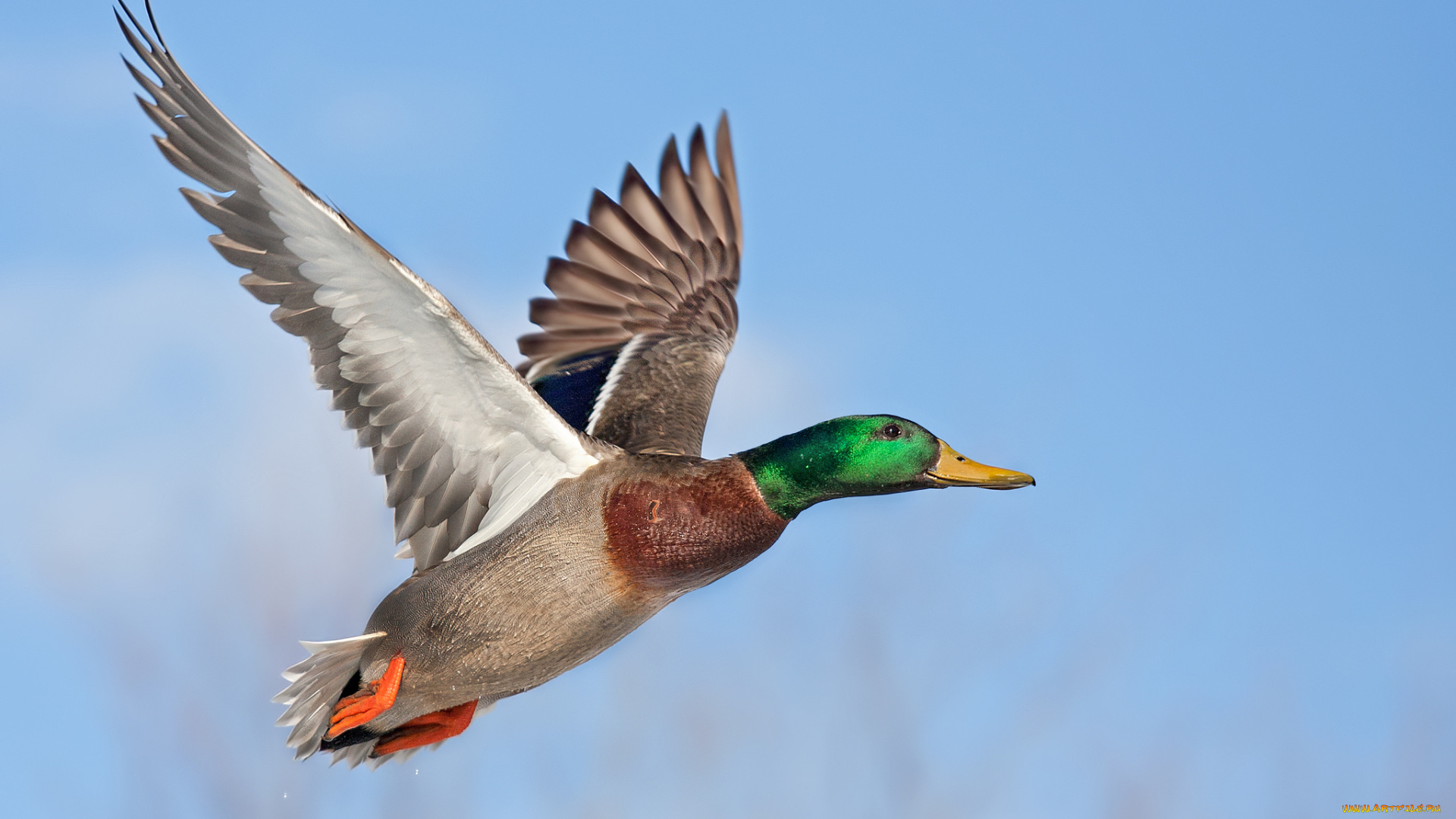 животные, утки, селезень