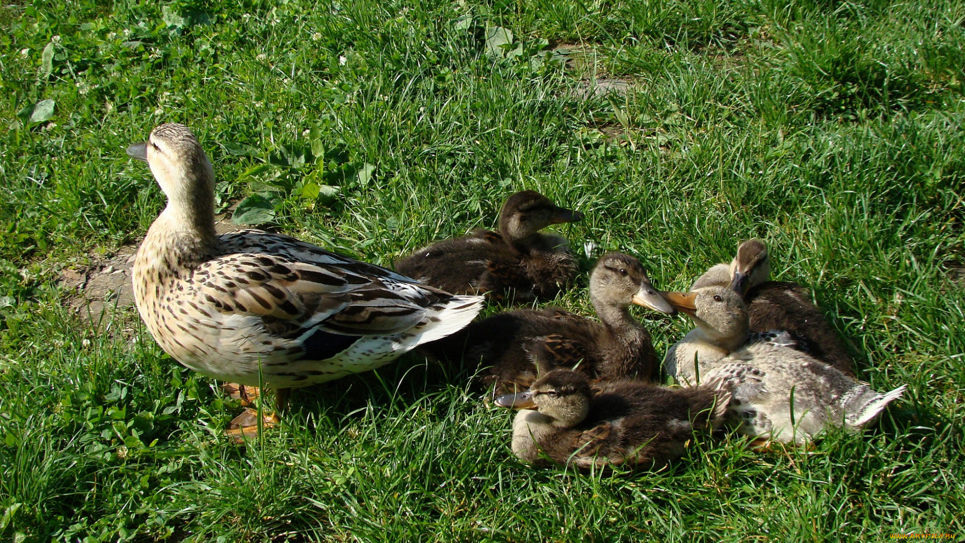 животные, утки, трава, луг, утка, утята