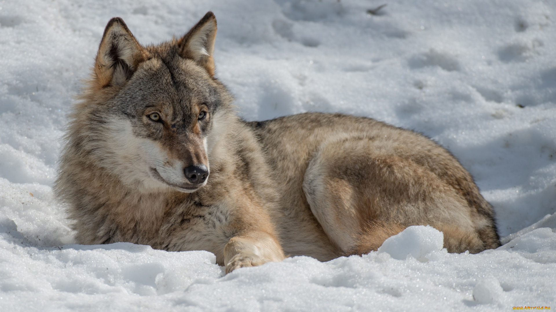 животные, волки, , койоты, , шакалы, волчара