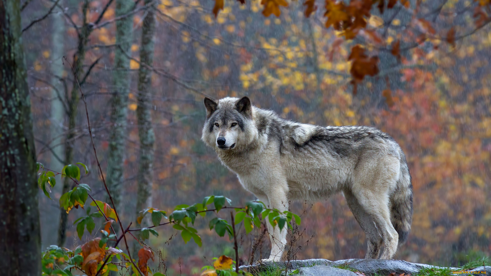 животные, волки, , койоты, , шакалы, волчара