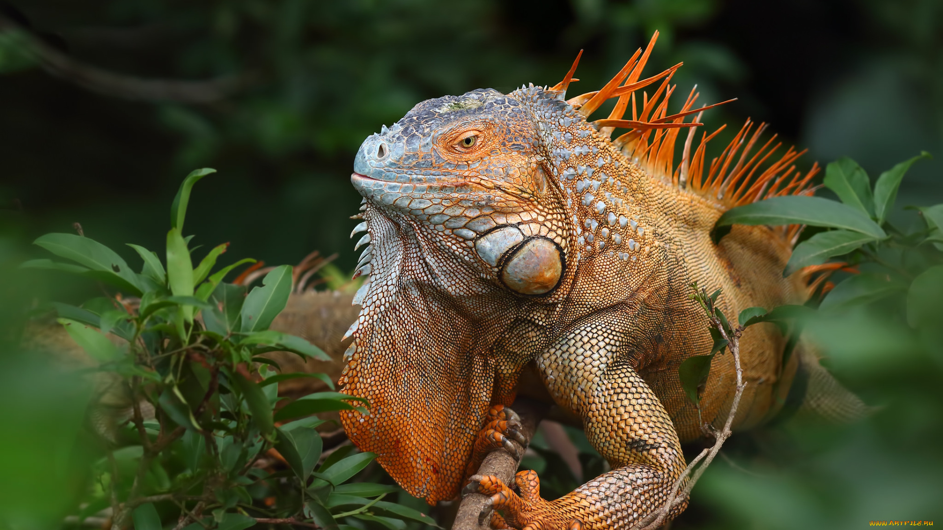 животные, Ящерицы, , игуаны, , вараны, игуана, дерево