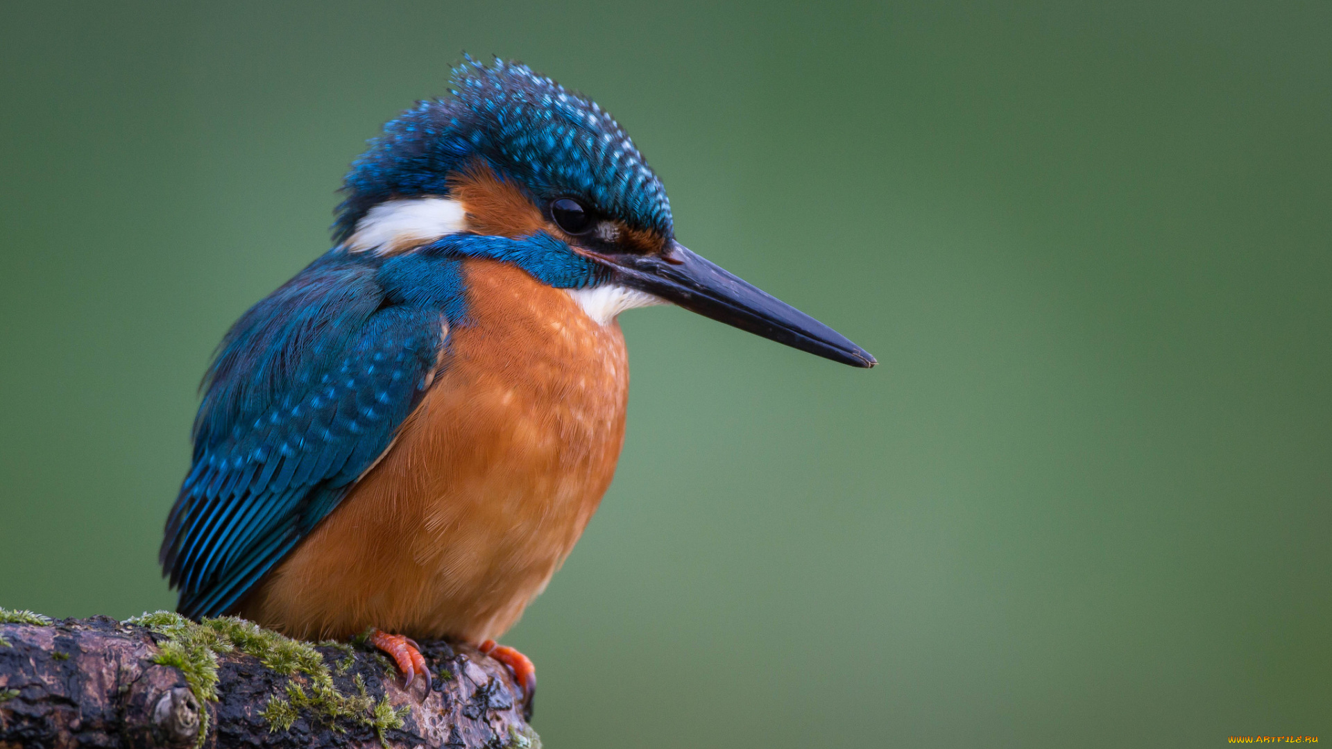 животные, зимородки, рыболов